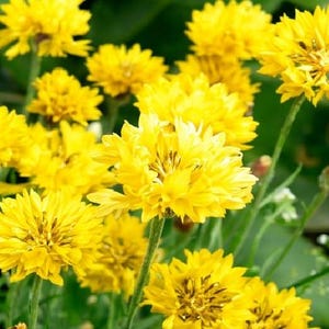 May include: A cluster of bright yellow flowers with layered petals, set against a backdrop of green foliage. The flowers are in full bloom, showcasing their vibrant color and intricate details. The image captures a close-up view of the blossoms.