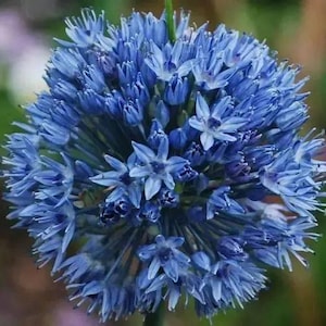 May include: A close-up of a vibrant blue Allium flower head. The spherical flower is composed of numerous small, star-shaped florets, creating a dense, textured appearance. The flower is set against a blurred green and purple background, highlighting the intense blue hue.