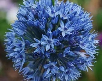 20pcs/pack, Allium Giant Onion Flowers Seeds TT003