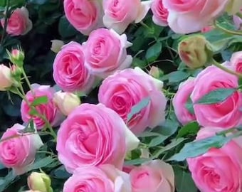 10 ROSE Rosa Flower Seeds BW97001-465 - Etsy