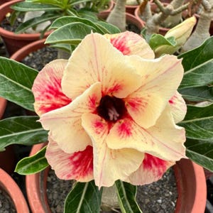 6 Desert Rose Seeds, Desert Rose Flower Seeds DR007