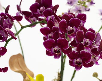 10 Butterfly Orchid Seeds Red HW91009 - Etsy