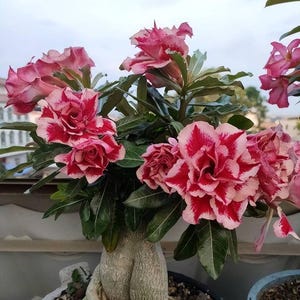 6 Desert Rose Seeds, Desert Rose Flower Seeds DR009