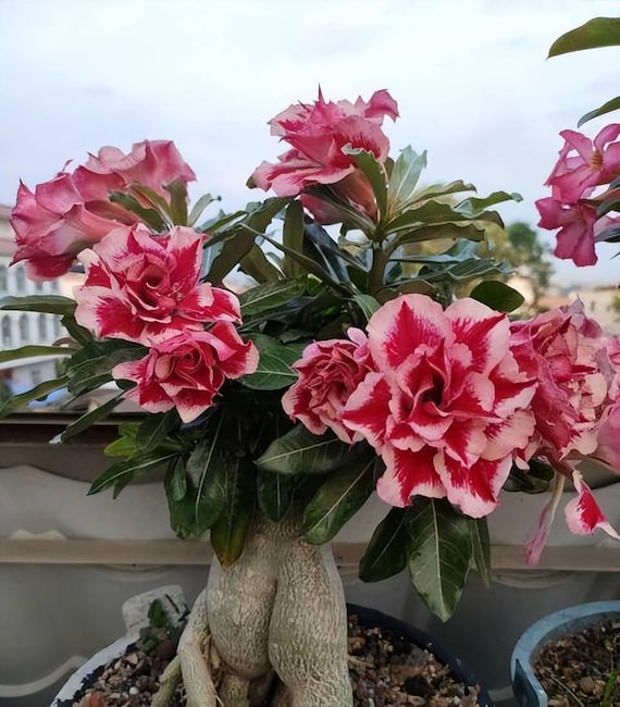 6 Desert Rose Seeds, Desert Rose Flower Seeds DR009