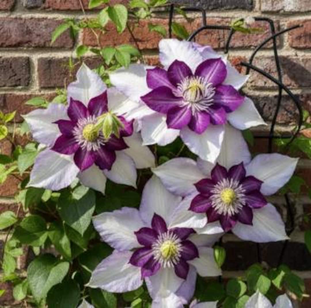 Clematis Raspberry Double 20pcs/pack, Double Clematis Flower Seeds Clematis Vine Seeds XT019 - Etsy