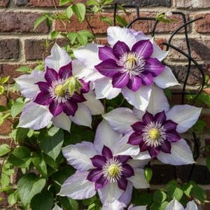 May include: Close-up of clematis flowers with large, white petals and deep purple centers. The flowers are in full bloom, with yellow stamens visible. Green leaves and vines surround the flowers, set against a brick wall.