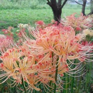 1  Lycoris Radiata Flower Spiderlily Bulbs LRF002