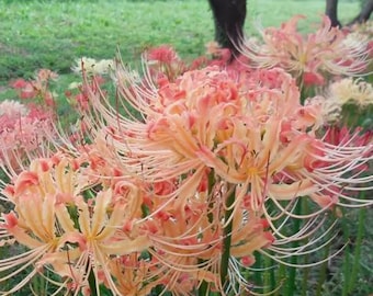 1  Lycoris Radiata Flower Spiderlily Bulbs LRF002