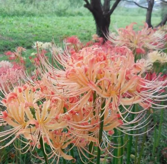 1 Lycoris Radiata Flower Spiderlily Bulbs LRF002 - Etsy
