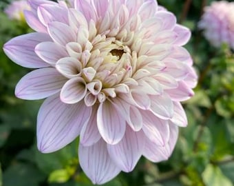 May include: Close-up of a light pink dahlia flower with white and yellow center. The petals have subtle pink stripes. The flower is in full bloom, with a soft focus background of green foliage.