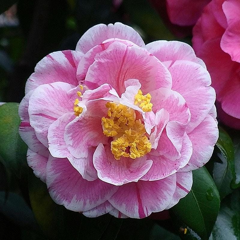 10pcs/pack，Camellia Japonica Flower Seeds CJ016