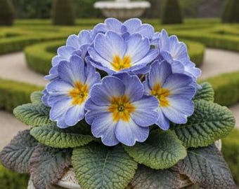 20pcs/pack,  English Primrose Primula Vulgaris Flower Seeds EF050