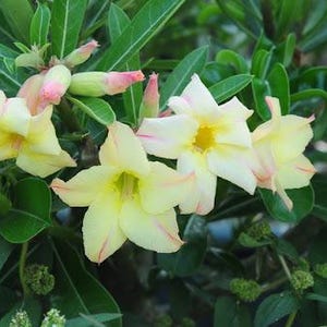 6 Desert Rose Seeds, Desert Rose Flower Seeds DR004