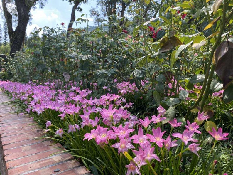 MusicGardenUS Rain Lily Bulb