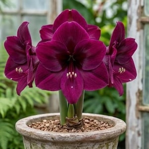 May include: A potted amaryllis plant featuring multiple large, deep burgundy-purple trumpet-shaped flowers with prominent yellow-tipped stamens. The plant grows from a thick green stem set in a textured, weathered stone-colored ceramic pot.