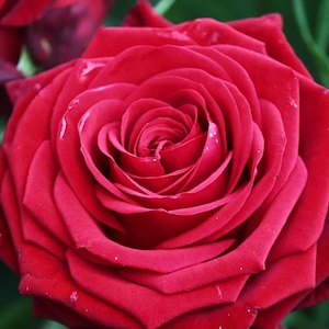 20pcs/pack, Beautiful Rose Rosa Flower Seeds RS109