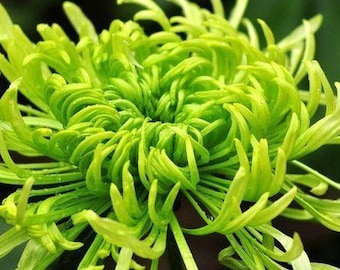 May include: Close-up of a vibrant green chrysanthemum flower. The petals are long, slender, and curl outwards, creating a unique, textured appearance. The flower's center is a tightly packed spiral of green. The overall effect is a striking display of nature's beauty.