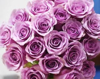 20pcs/pack, Beautiful Purple Rose Rosa Flower Seeds RS504