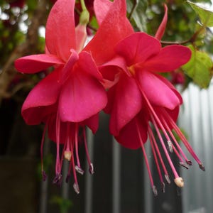 20pcs/pack, Fuschia Seeds Flowers Seeds DG021