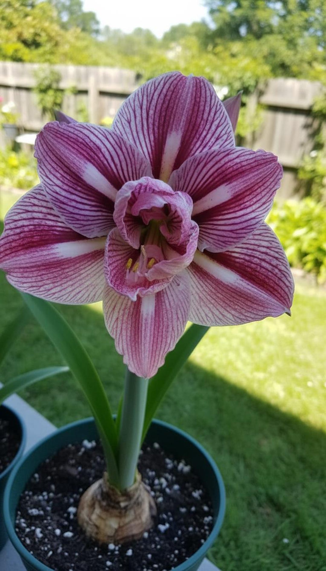 2 Double Amaryllis Flower Bulbs AF313 - Etsy