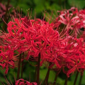 1  Lycoris Radiata Flower Spiderlily Bulbs LRF001