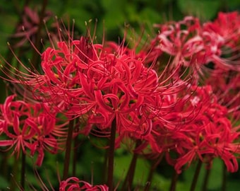 1  Lycoris Radiata Flower Spiderlily Bulbs LRF001