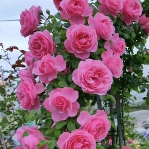 ROSE❣️ 10 Pink CLIMBING ROSE Rosa Bush Seeds GW92001 - Etsy