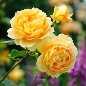 20pcs/pack, Beautiful Rose Rosa Flower Seeds RS112