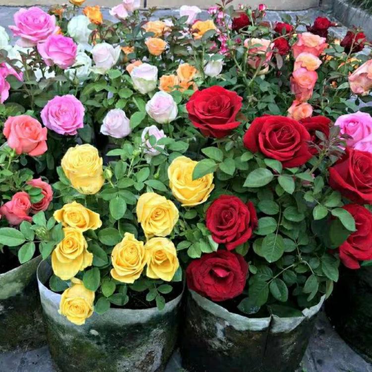 20pcs/pack, Beautiful Purple Rose Rosa Flower Seeds RS311 - Etsy