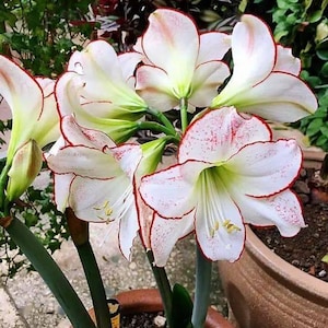 2 Double Amaryllis Flower Bulbs AF062