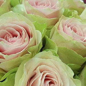 20pcs/pack, Beautiful Rose Rosa Flower Seeds RS123