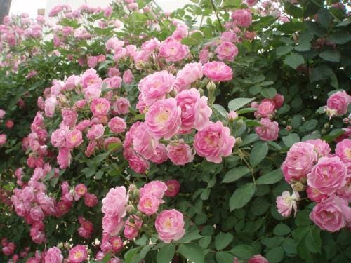 ♡Rose rose♡ Forever Yours Single Rose in Stamford CT - Stamford Florist