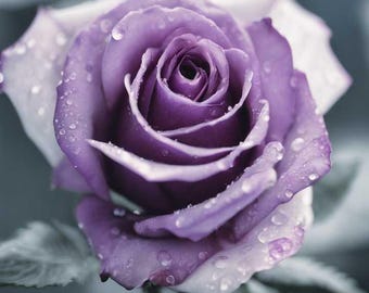 20pcs/pack, Beautiful Purple Rose Rosa Flower Seeds RS312