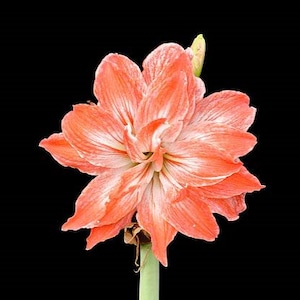 2 Double Amaryllis Flower Bulbs AF006