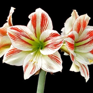 2 Double Amaryllis Flower Bulbs AF005