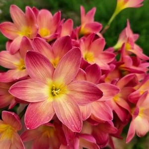 2 Rain Lily Bulb Easy to Grow FY006