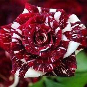 20pcs/pack, Beautiful Rose Rosa Flower Seeds RS209
