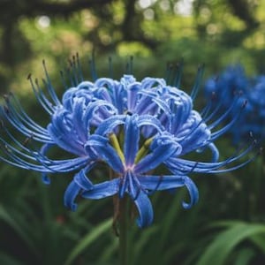 May include: Close-up of a vibrant blue spider lily flower with long, delicate petals radiating from a central point. The flower has a yellow center and is set against a blurred green background.