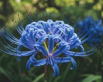 2 Purple Lycoris Radiata Bulbs FW95218-3 - Etsy