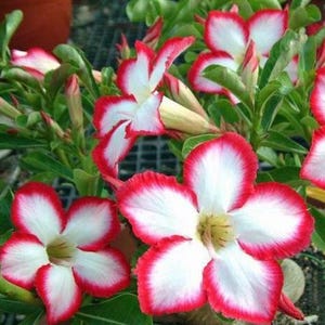 6 Desert Rose Seeds, Desert Rose Flower Seeds DR011