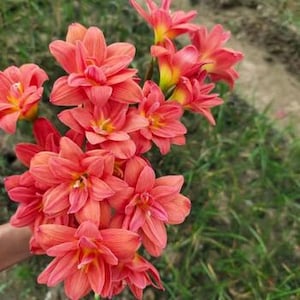 2 Rain Lily Bulb Easy to Grow FY007
