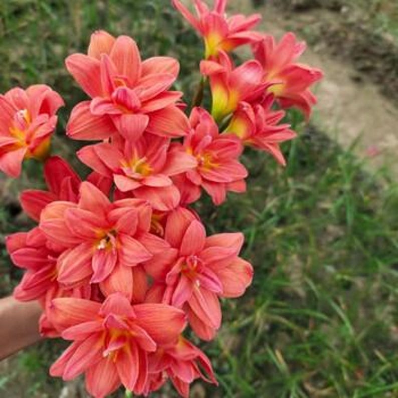 MusicGardenUS Rain Lily Bulb - Thumbnail 4