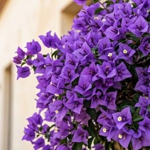 25pcs/pack，Bougainvillea Flowers Seeds Bougainvillea Seeds SBF108