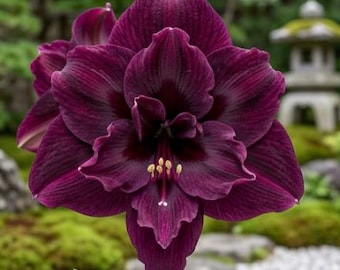 2 Double Amaryllis Flower Bulbs Purple AF501