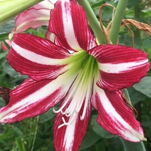 2 Amaryllis Flower Bulbs AF024