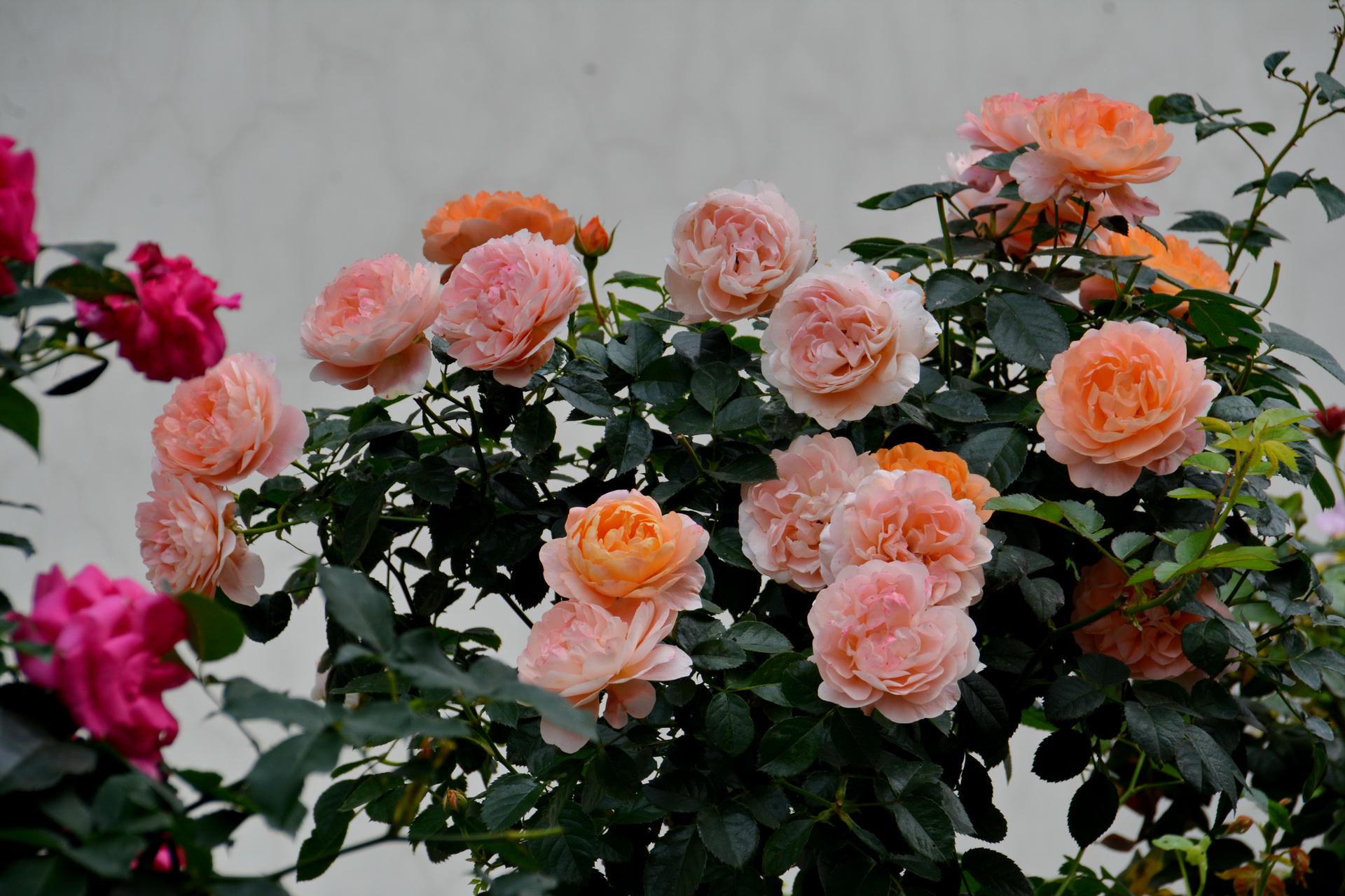 ♡Rose rose♡ 20pcs/pack, Beautiful Climbing Rose Rosa Bush Seeds RS101 - Etsy