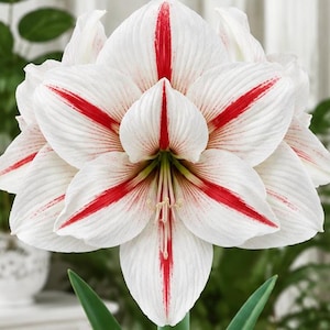 May include: A large, blooming amaryllis flower featuring multiple layers of white petals with prominent, vibrant red stripes running down the center of each petal. The flower has a green center with visible stamens and green leaves at the base.