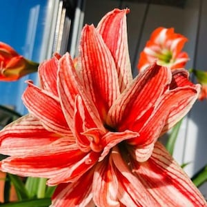 2 Double Amaryllis Flower Bulbs AF098