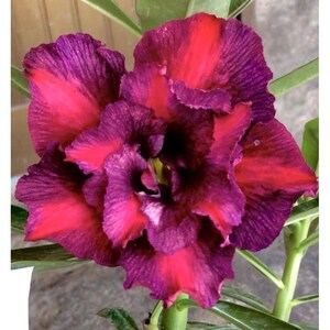 6 Desert Rose Seeds, Desert Rose Flower Seeds DR015