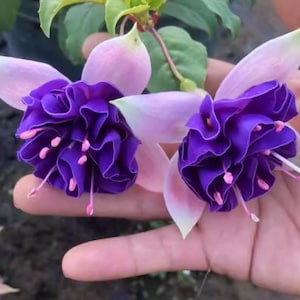 20pcs/pack, Fuschia Seeds Flowers Seeds DG009